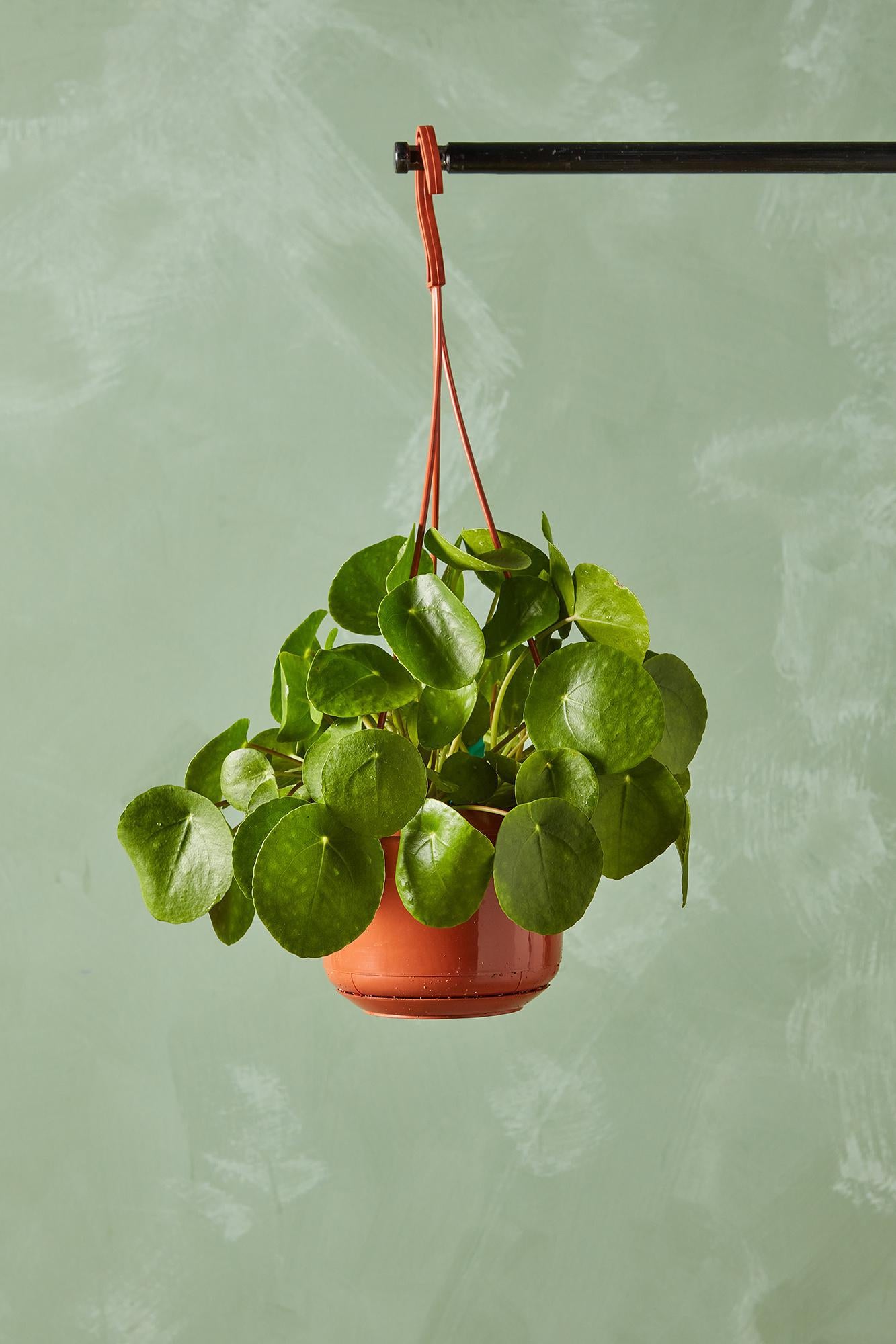 Coin Plant