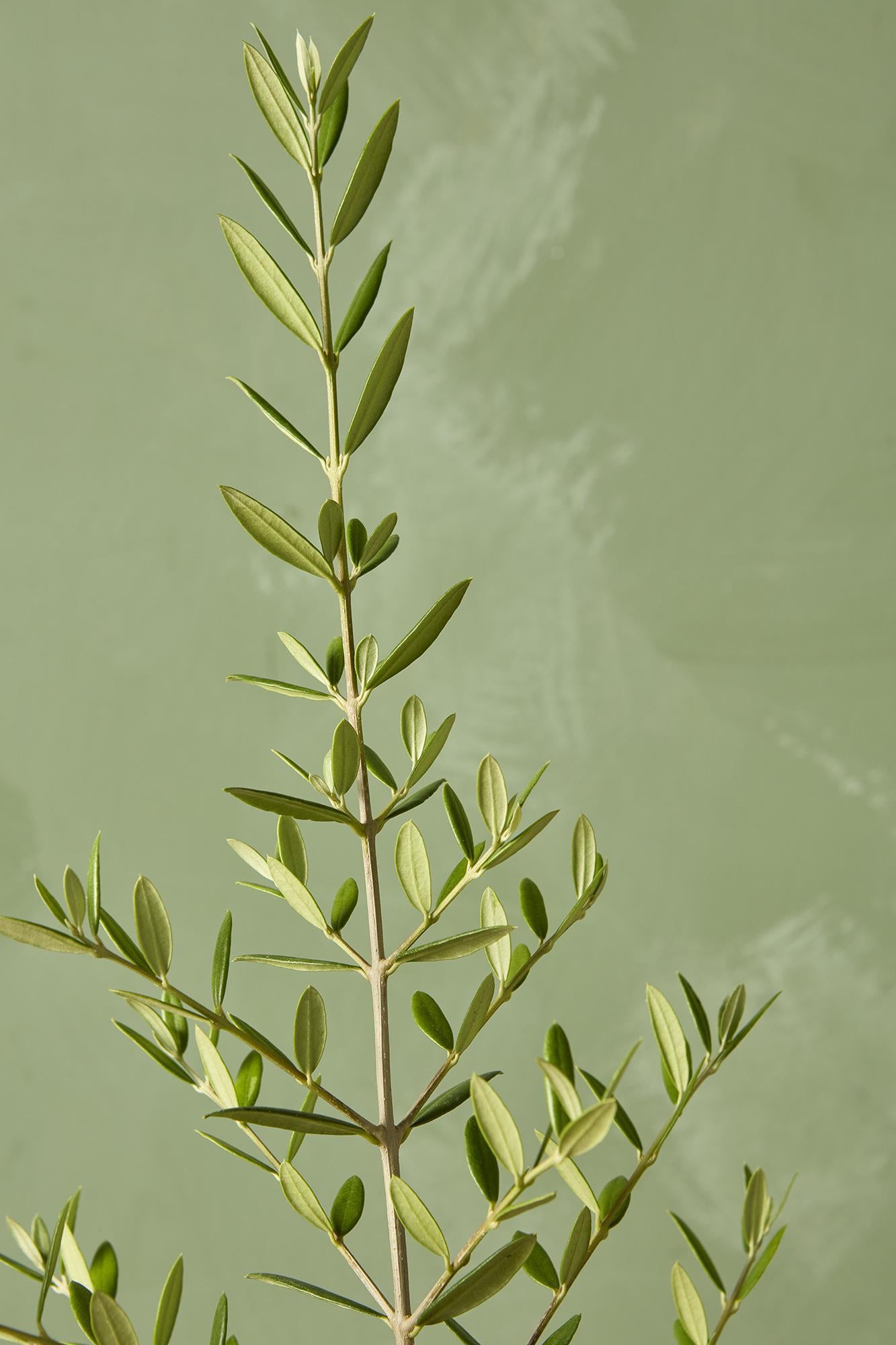 Olive Tree