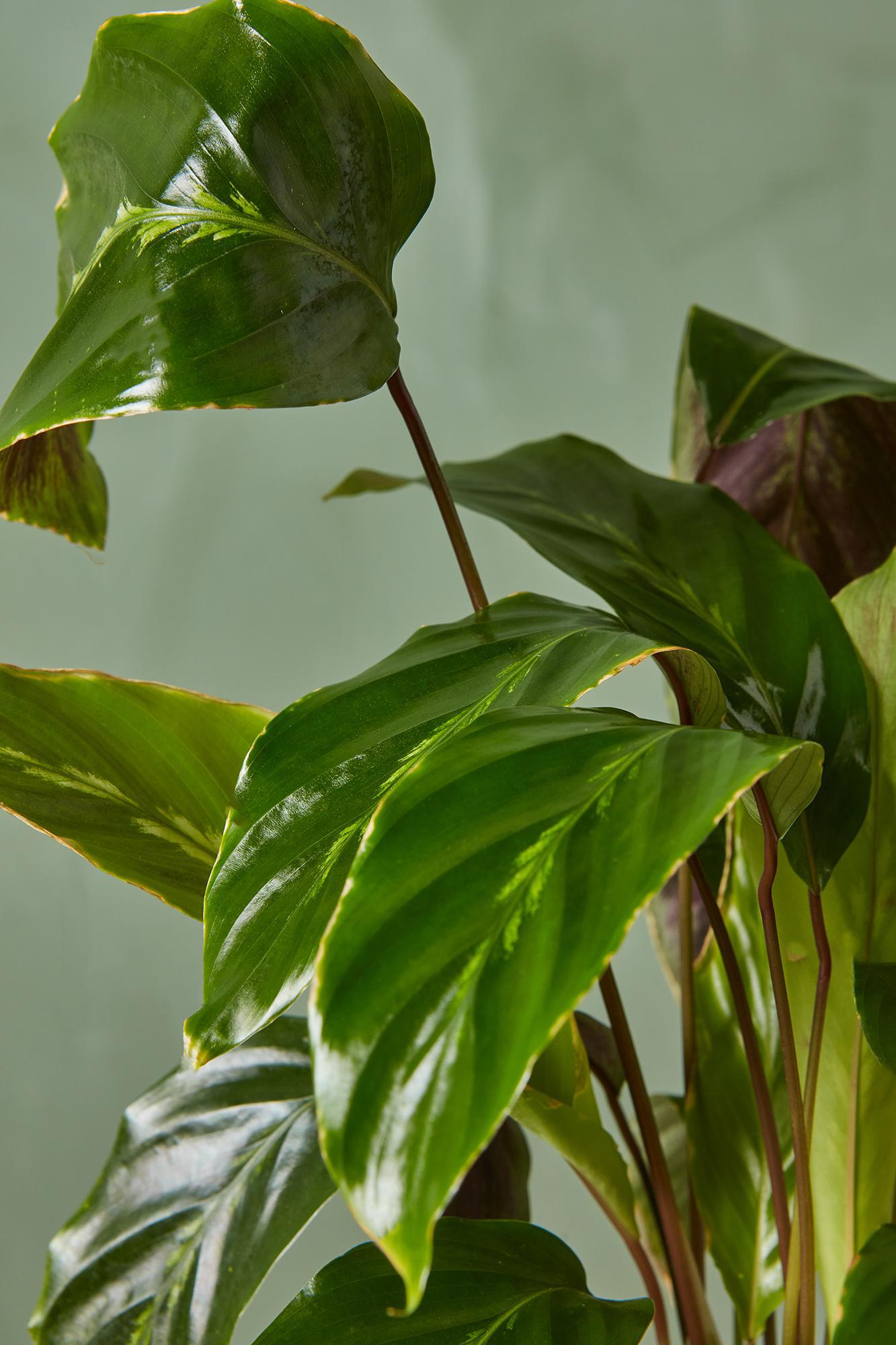 Calathea 'Maui Queen'