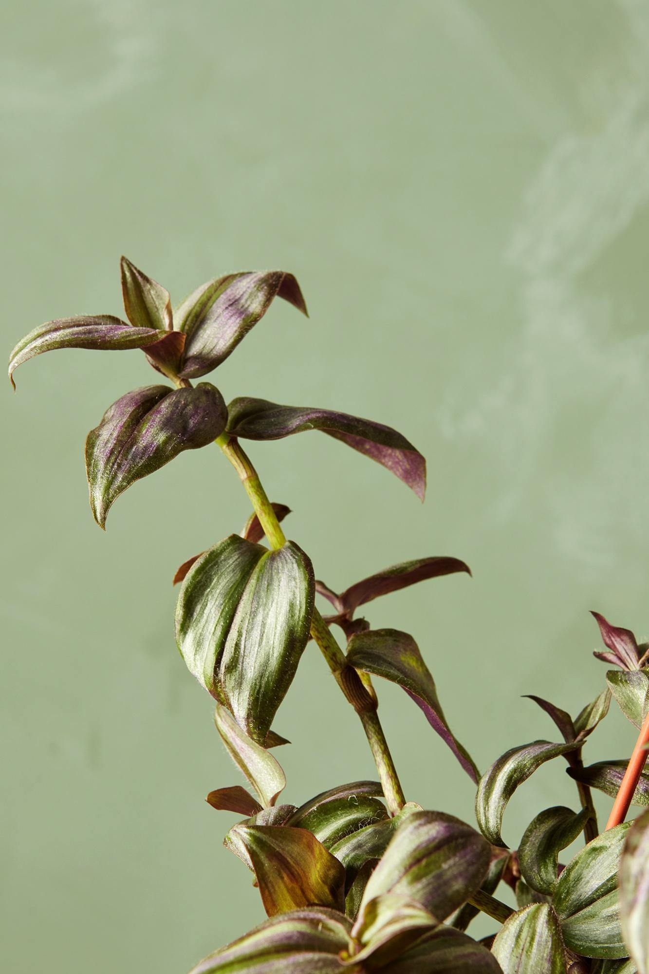 Tradescantia zebrina