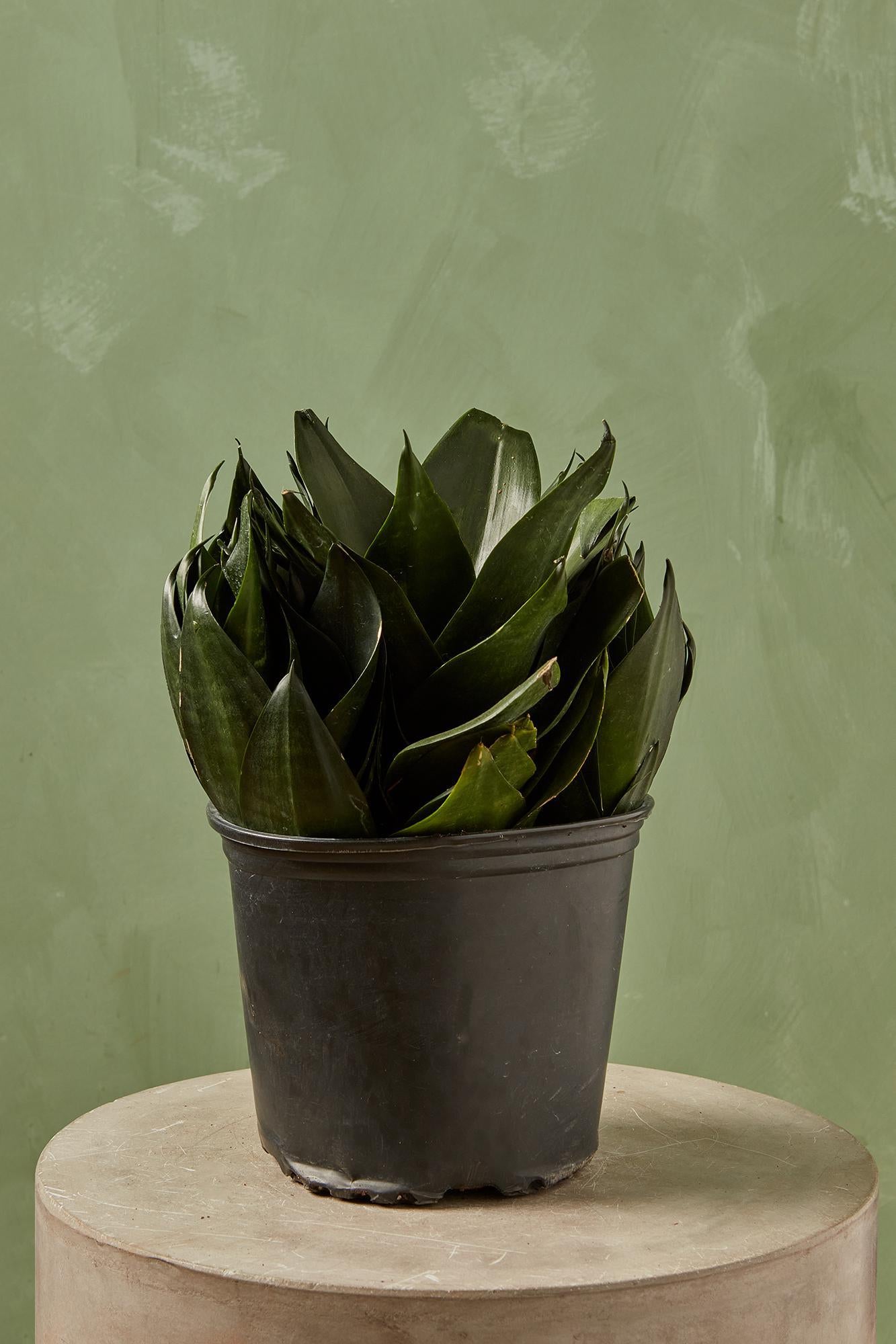Birdnest Jade Snake Plant