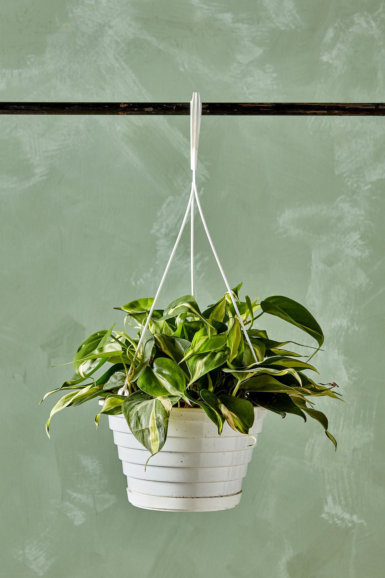 Philodendron 'Rio'