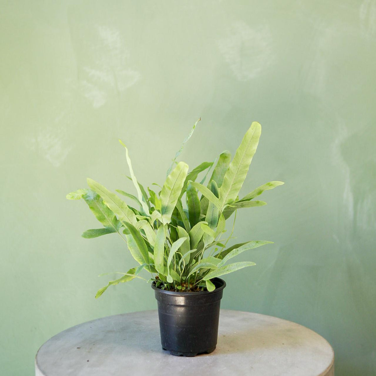 Blue Star Fern 4