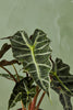 Alocasia 'Polly'