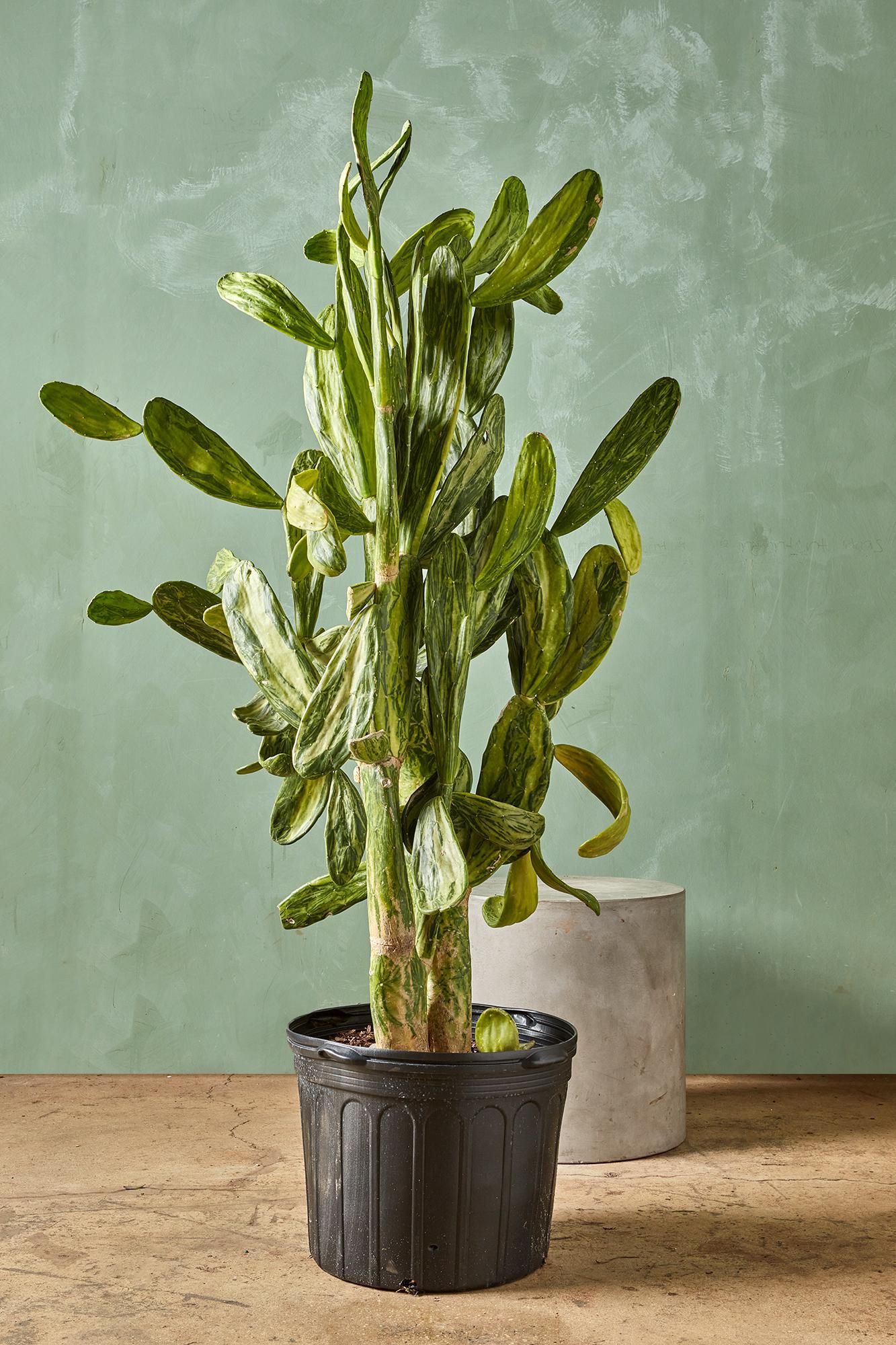 Variegated Opuntia
