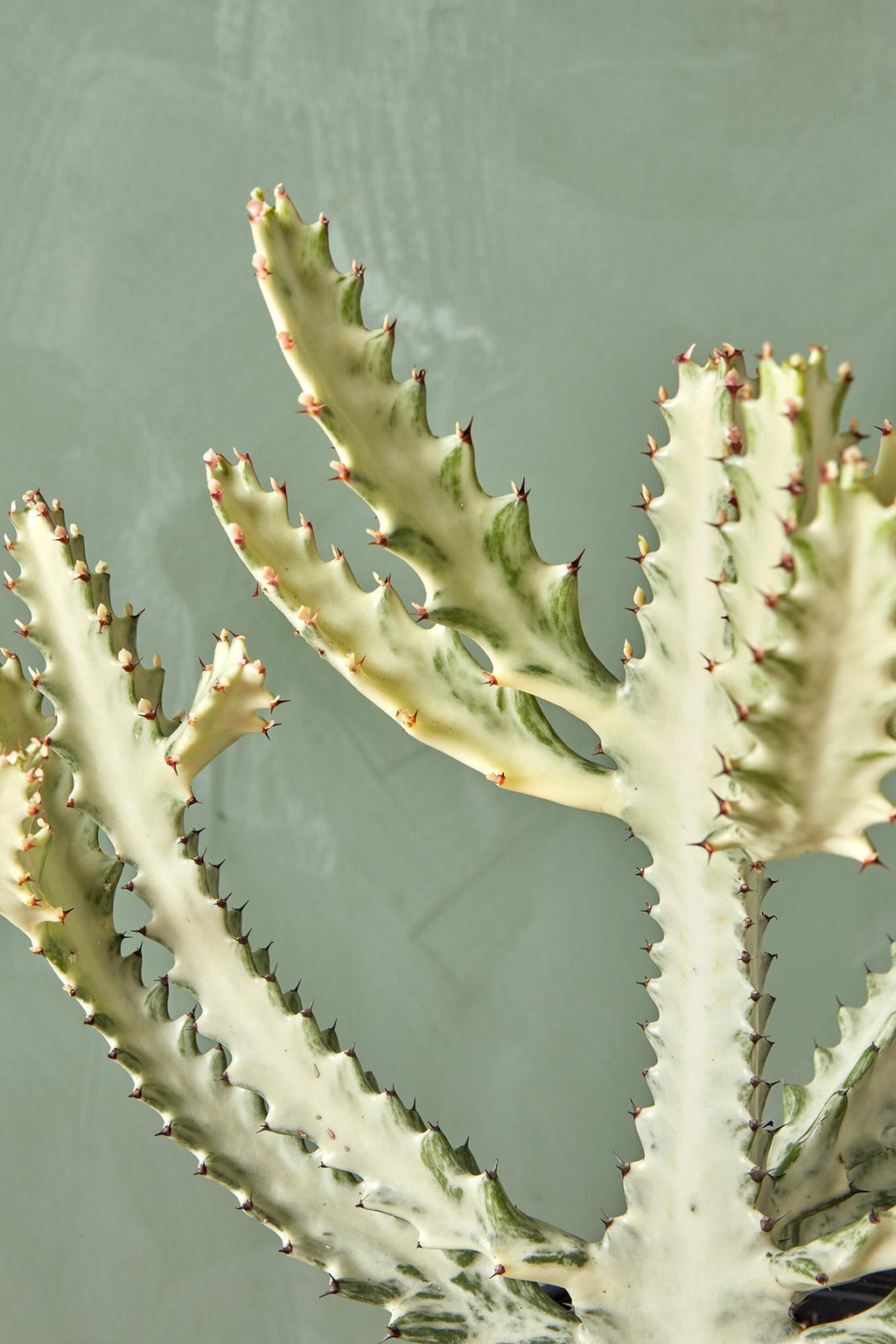 white ghost succulent Euphorbia 'White Ghost'