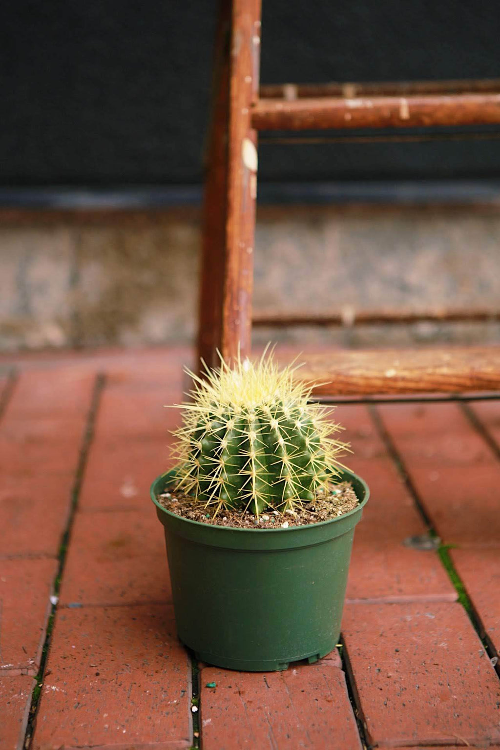 Golden Barrel Cactus 10
