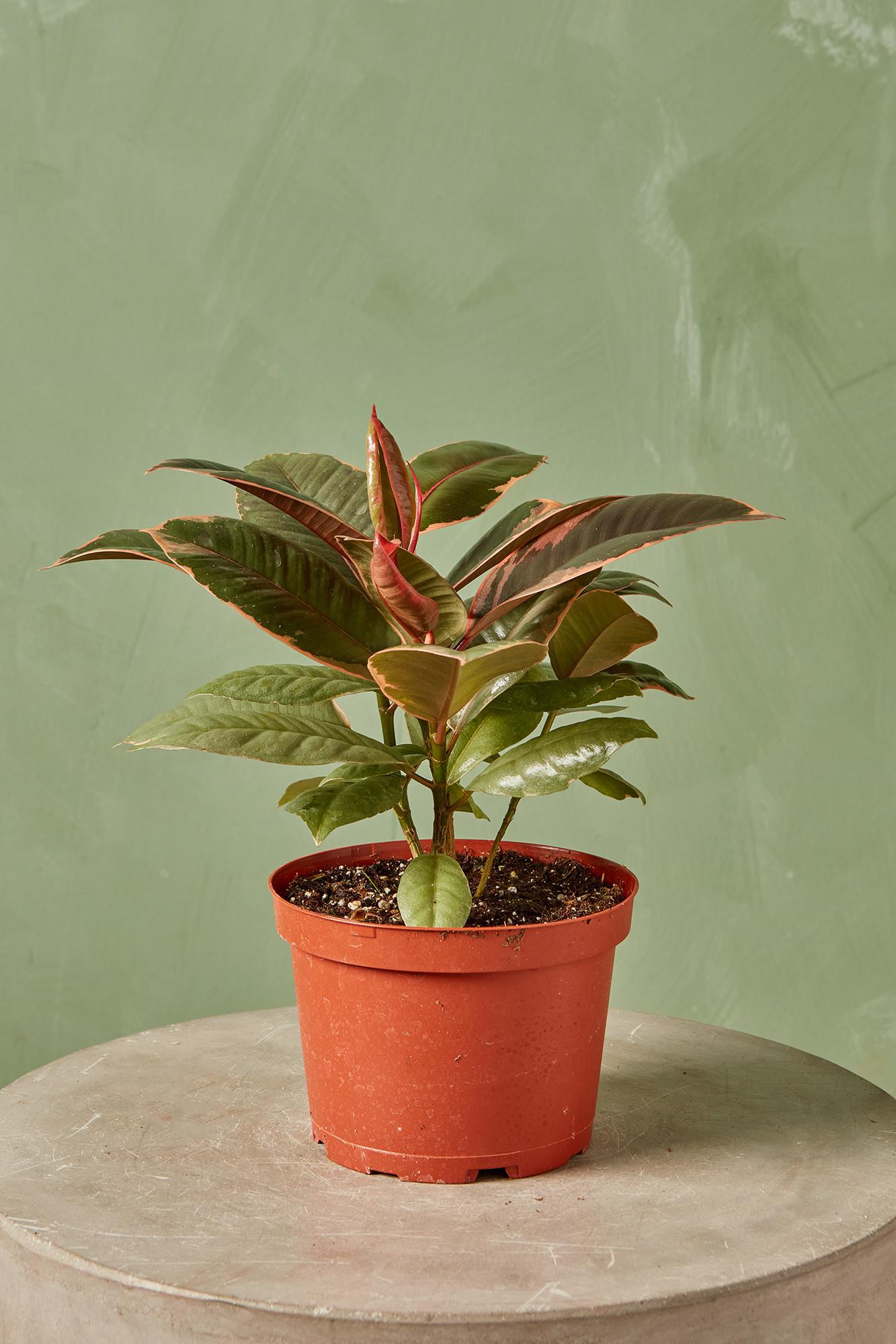 Variegated Rubber Plant