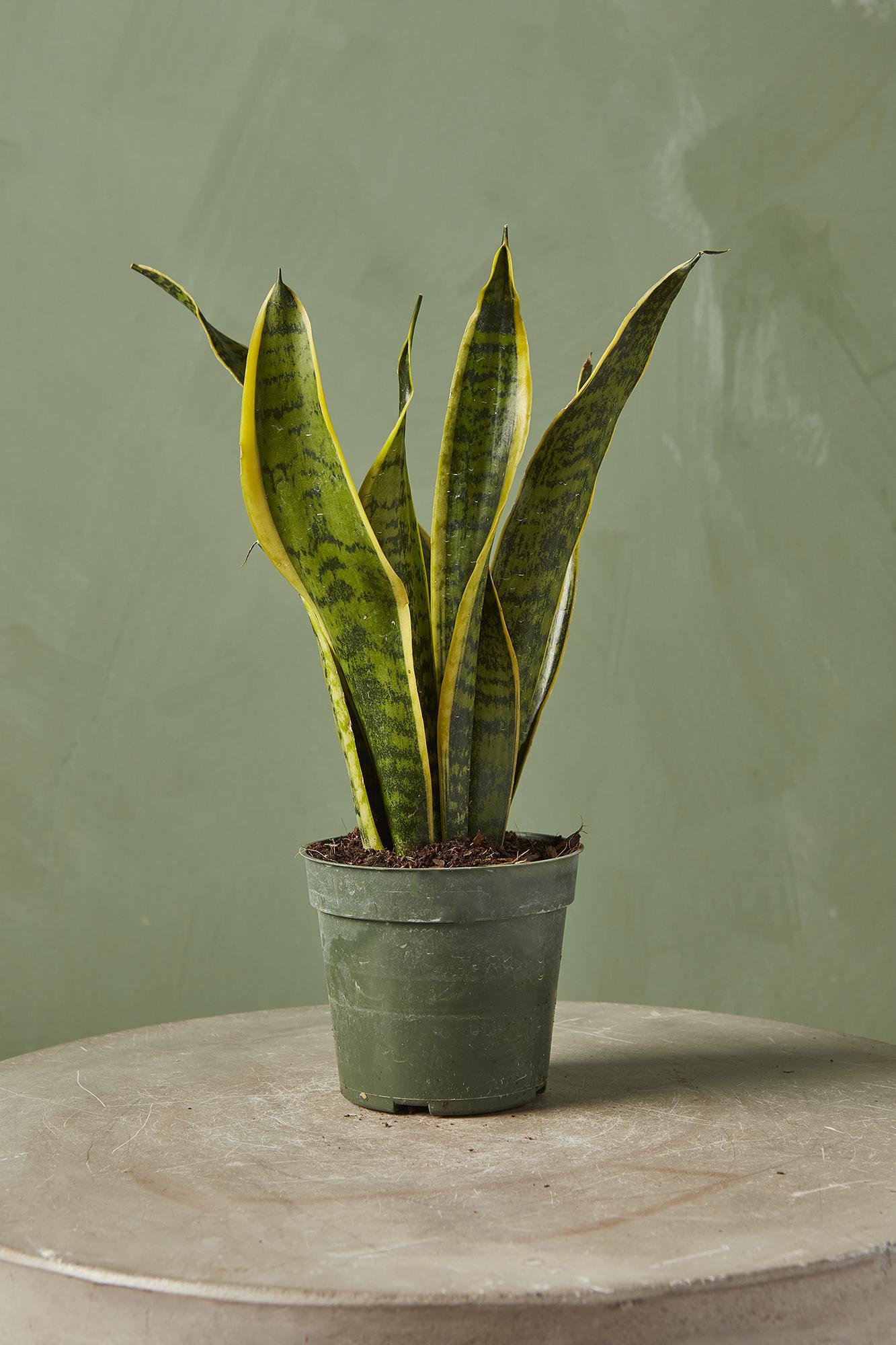 Snake Plant 'Laurentii'