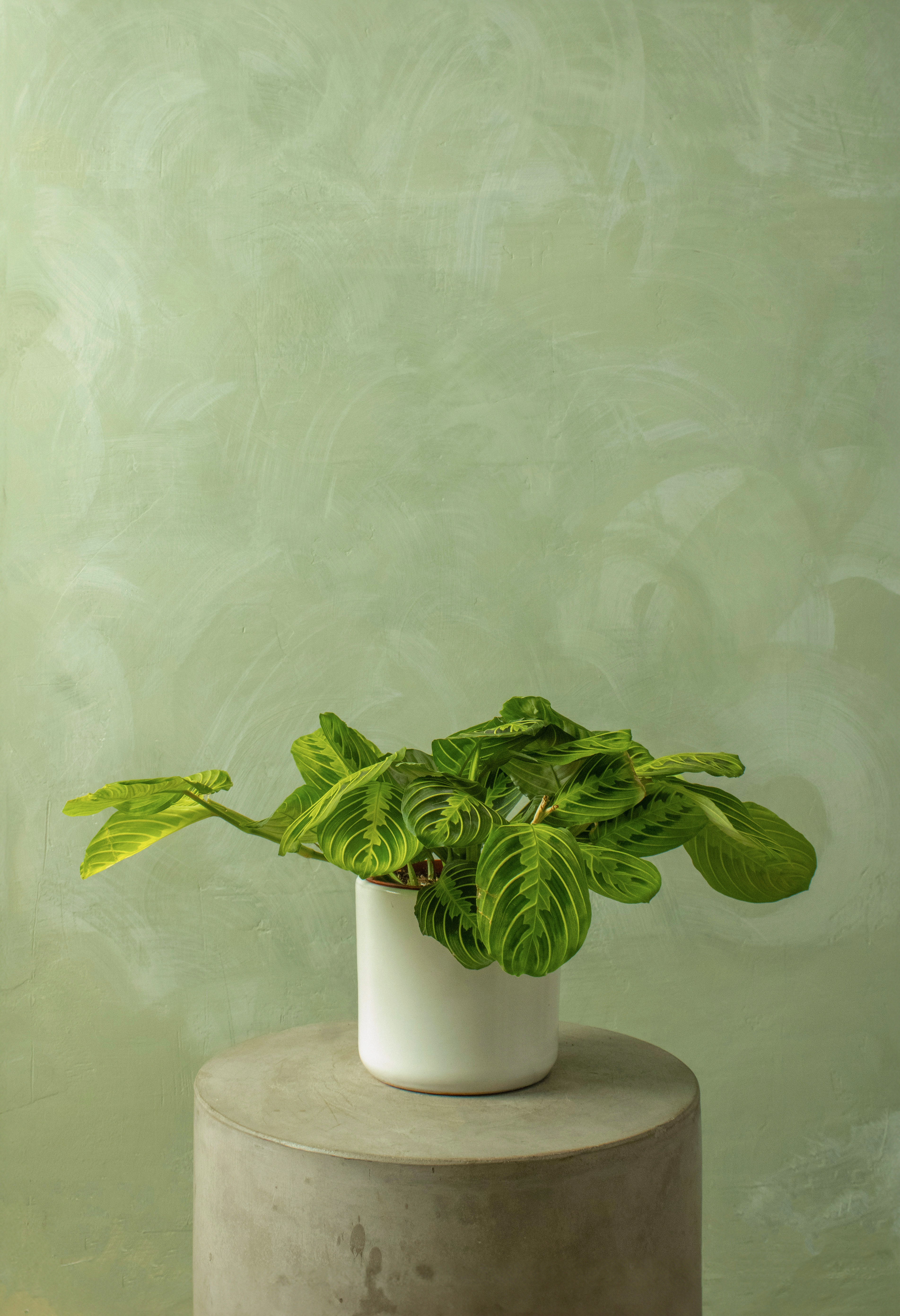 Potted 6" Lemon Maranta