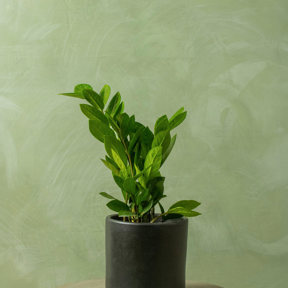 6 zz plant Potted 6" ZZ Plant