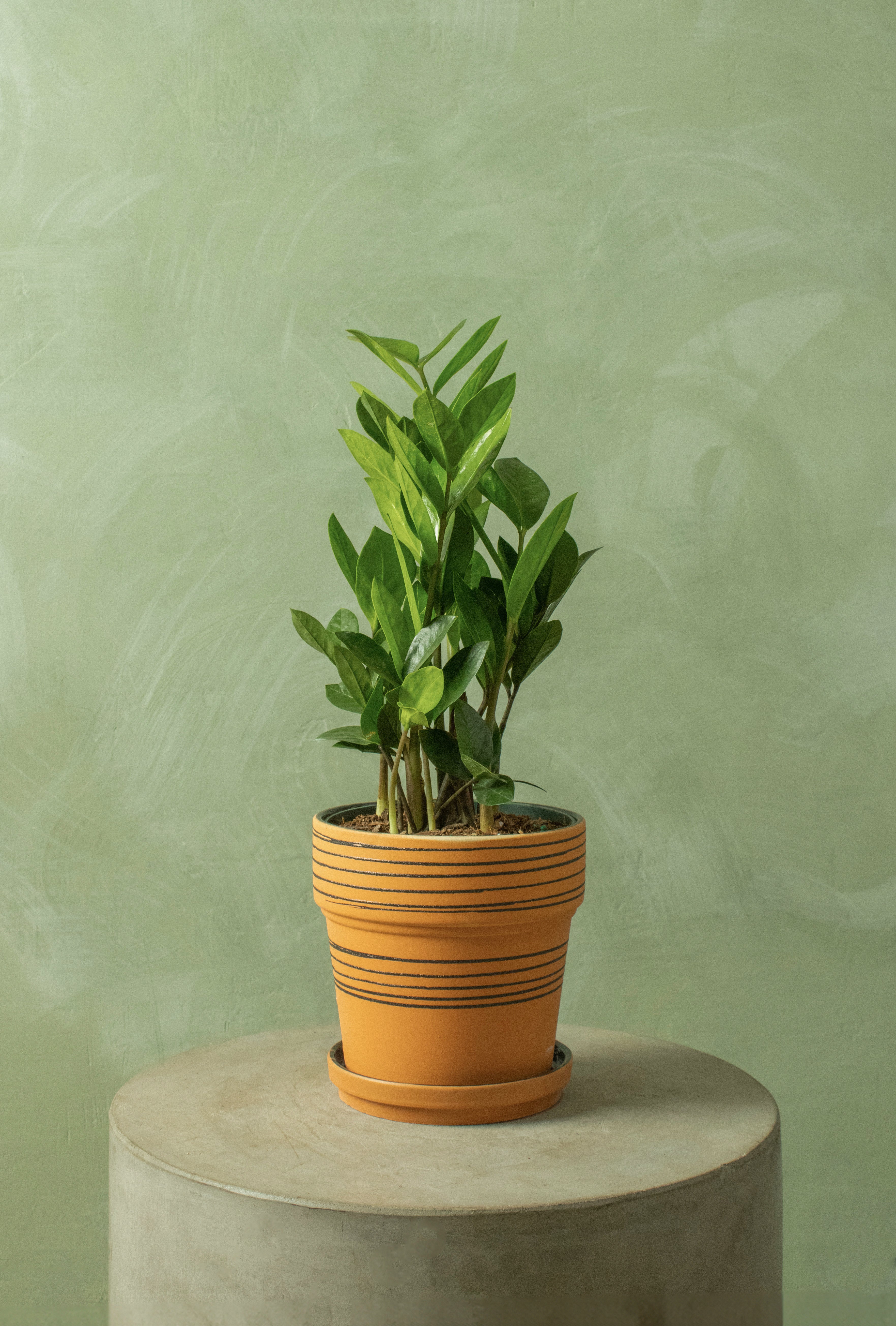 Potted 6.5" ZZ Plant