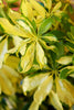 Umbrella Tree 'Trinette'