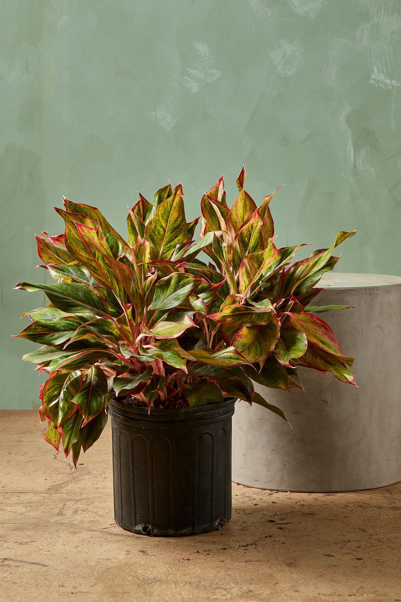 Aglaonema 'Creta'