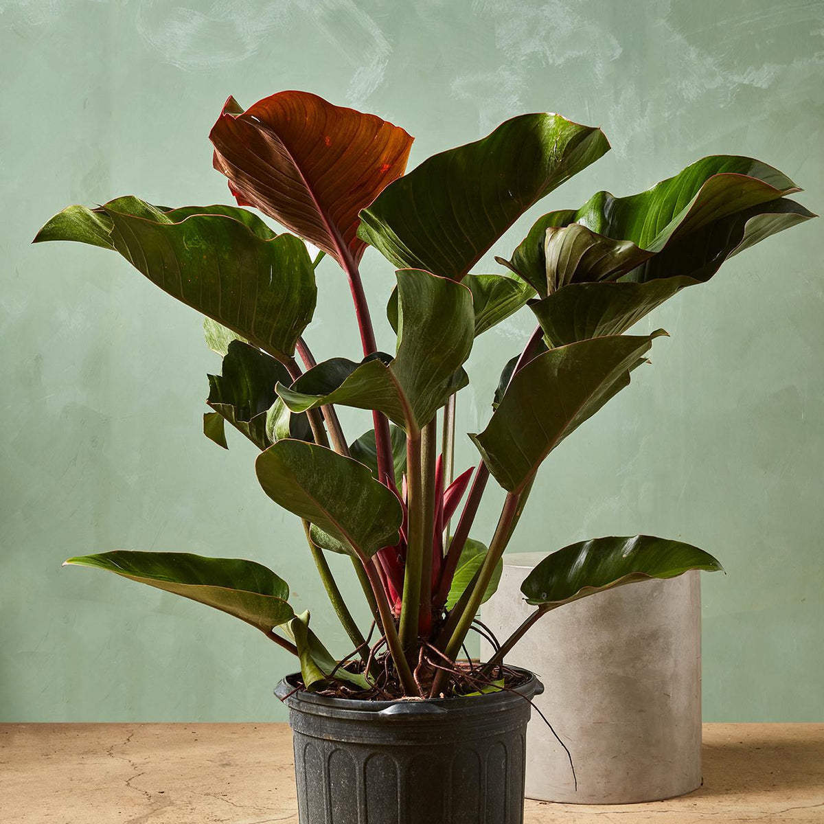 philodendron red back care Philodendron 'Rojo Congo'