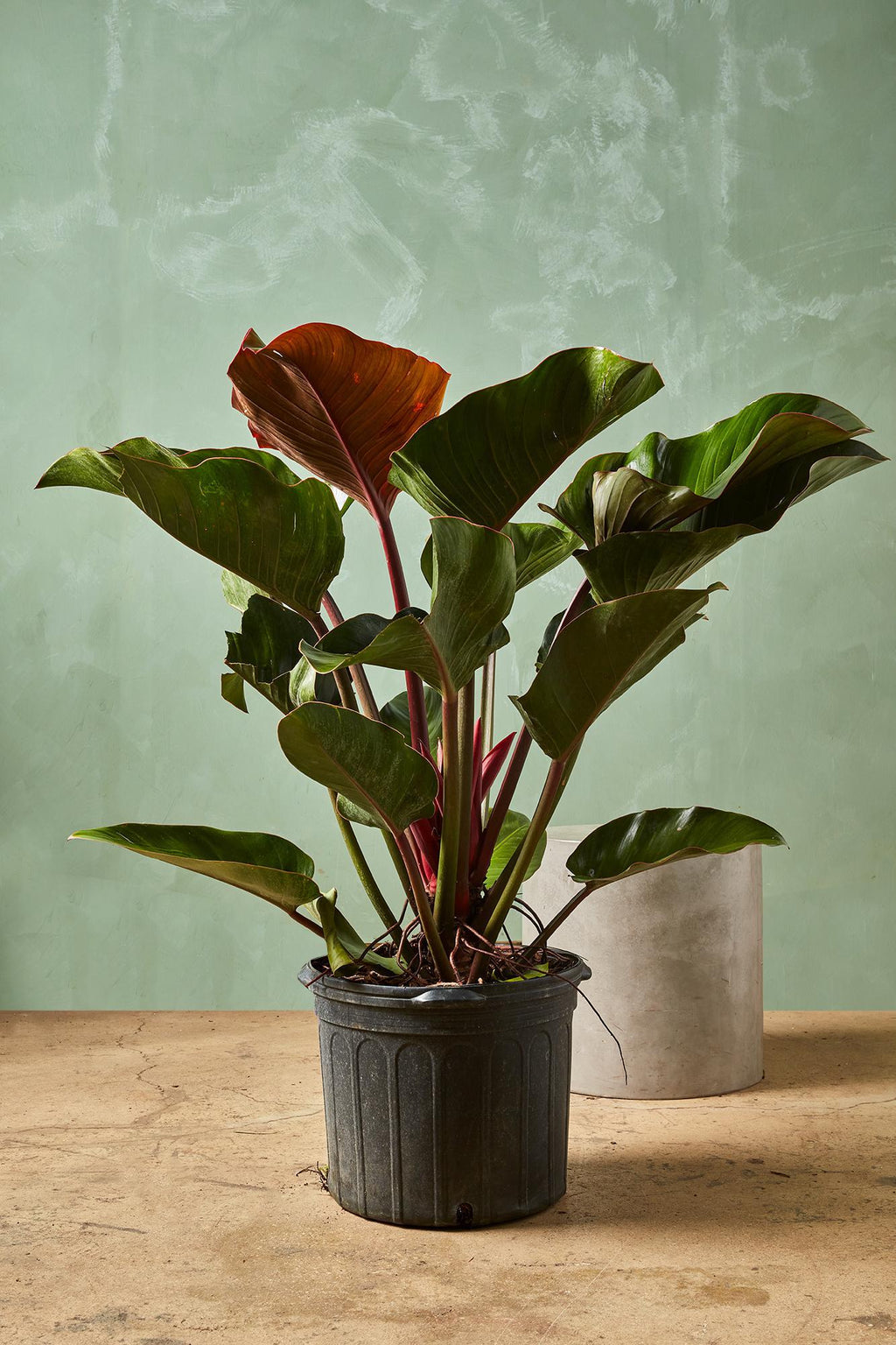 philodendron rojo care Philodendron 'Rojo Congo' 14"