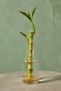 Lucky Bamboo