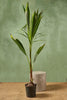 Dwarf Malayan Coconut Palm