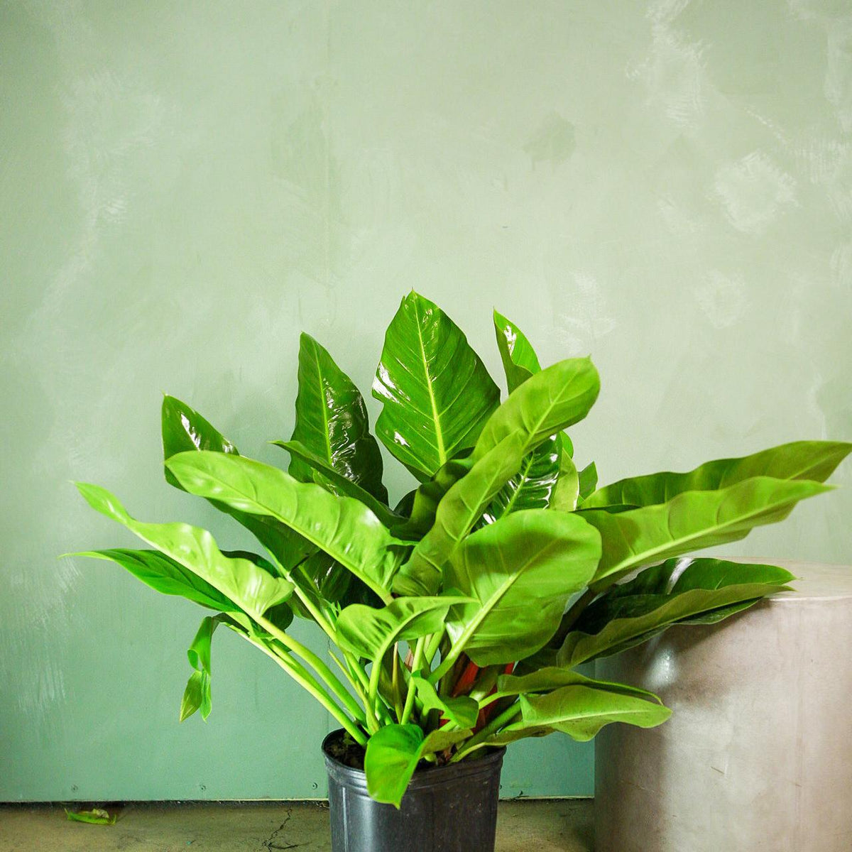 Philodendron 'Imperial Green'