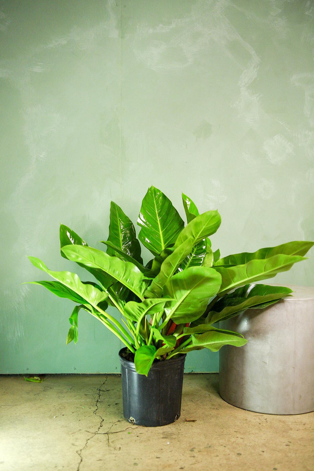 philodendron erubescens imperial green Philodendron 'Imperial Green'