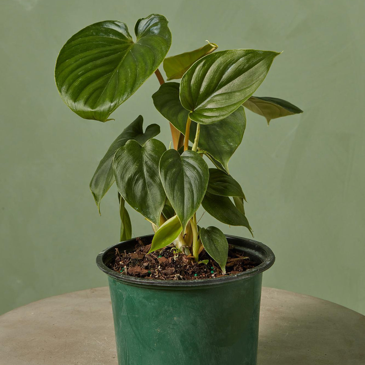 prem philodendron Philodendron 'Plowmanii'