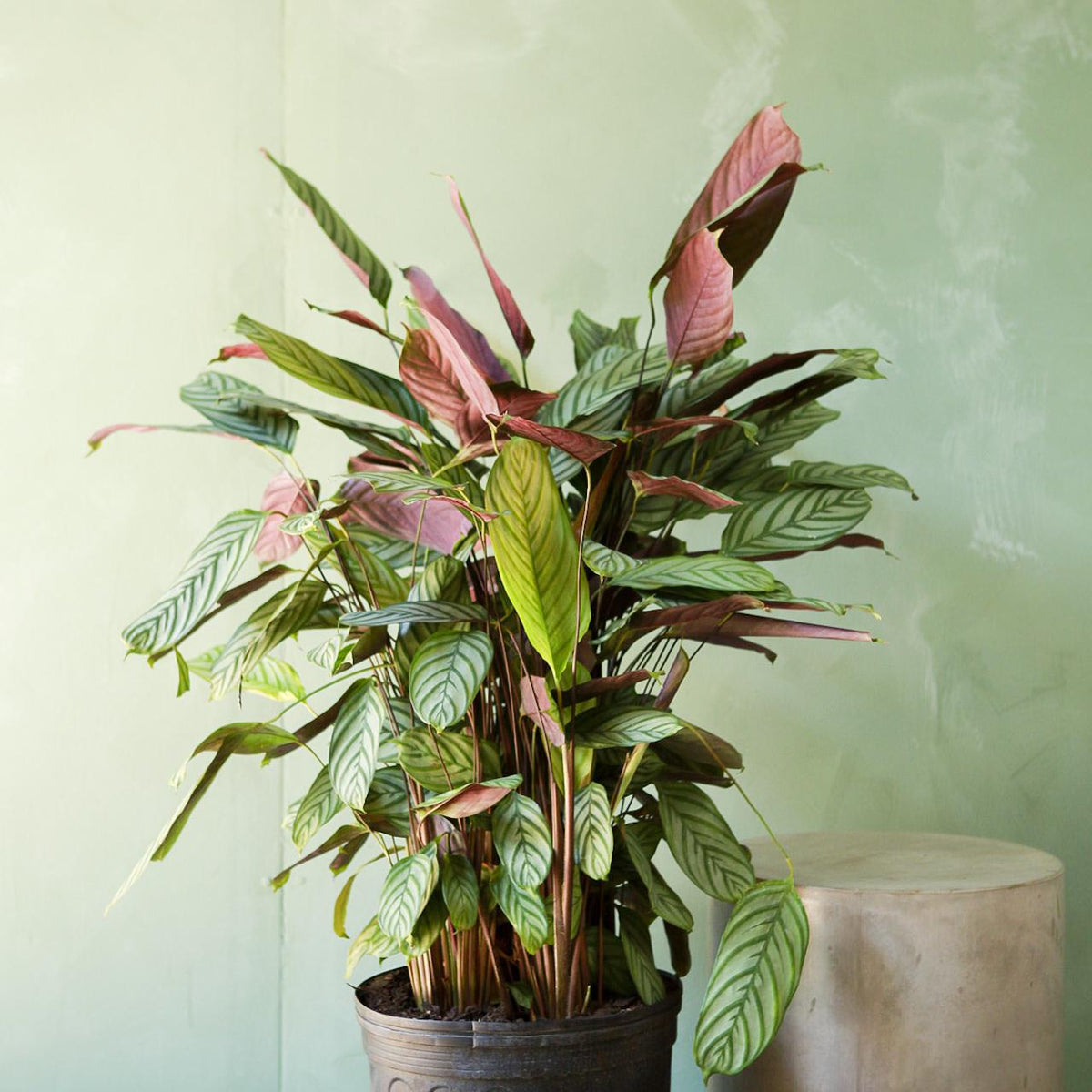 Calathea Exotica