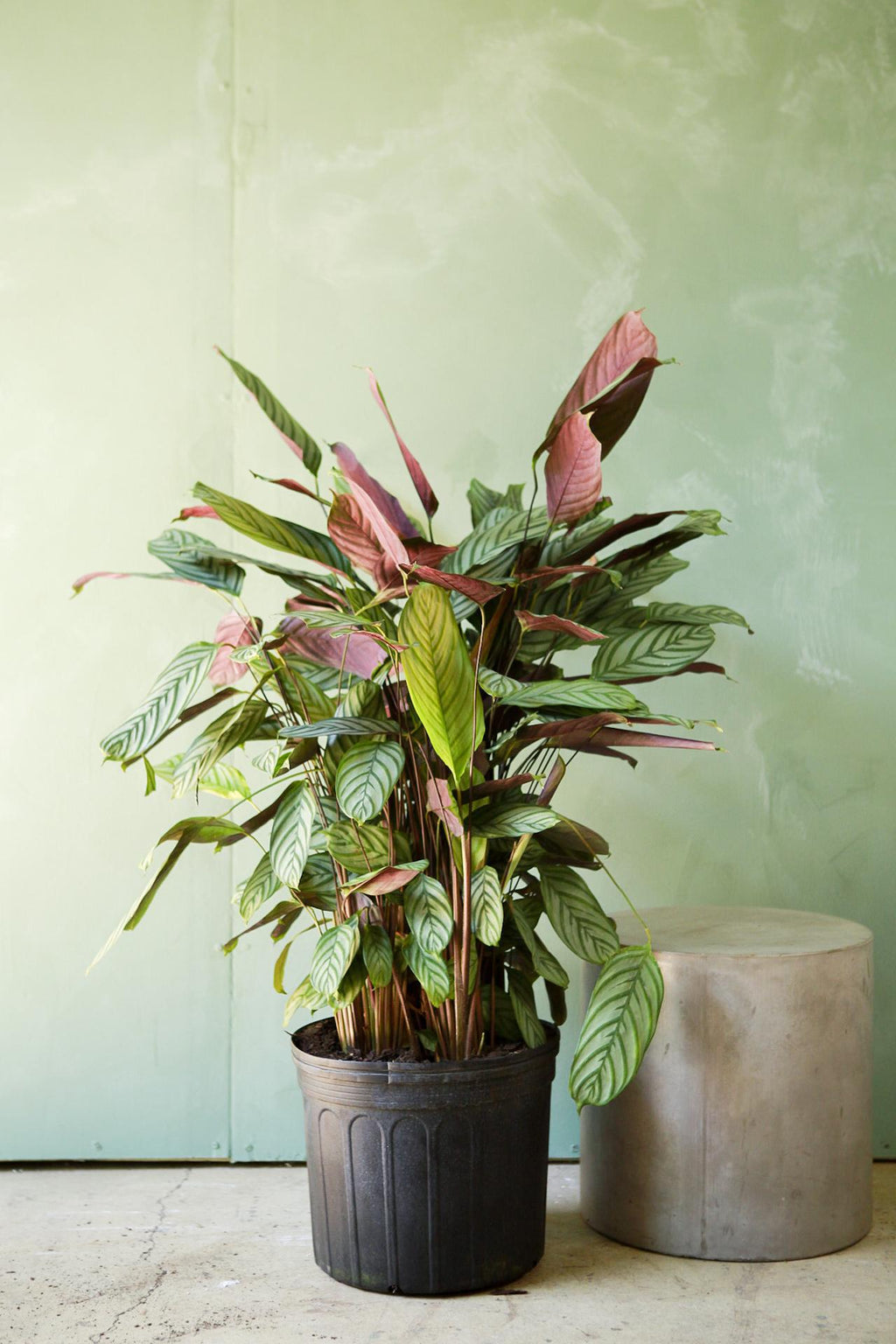 Calathea Exotica