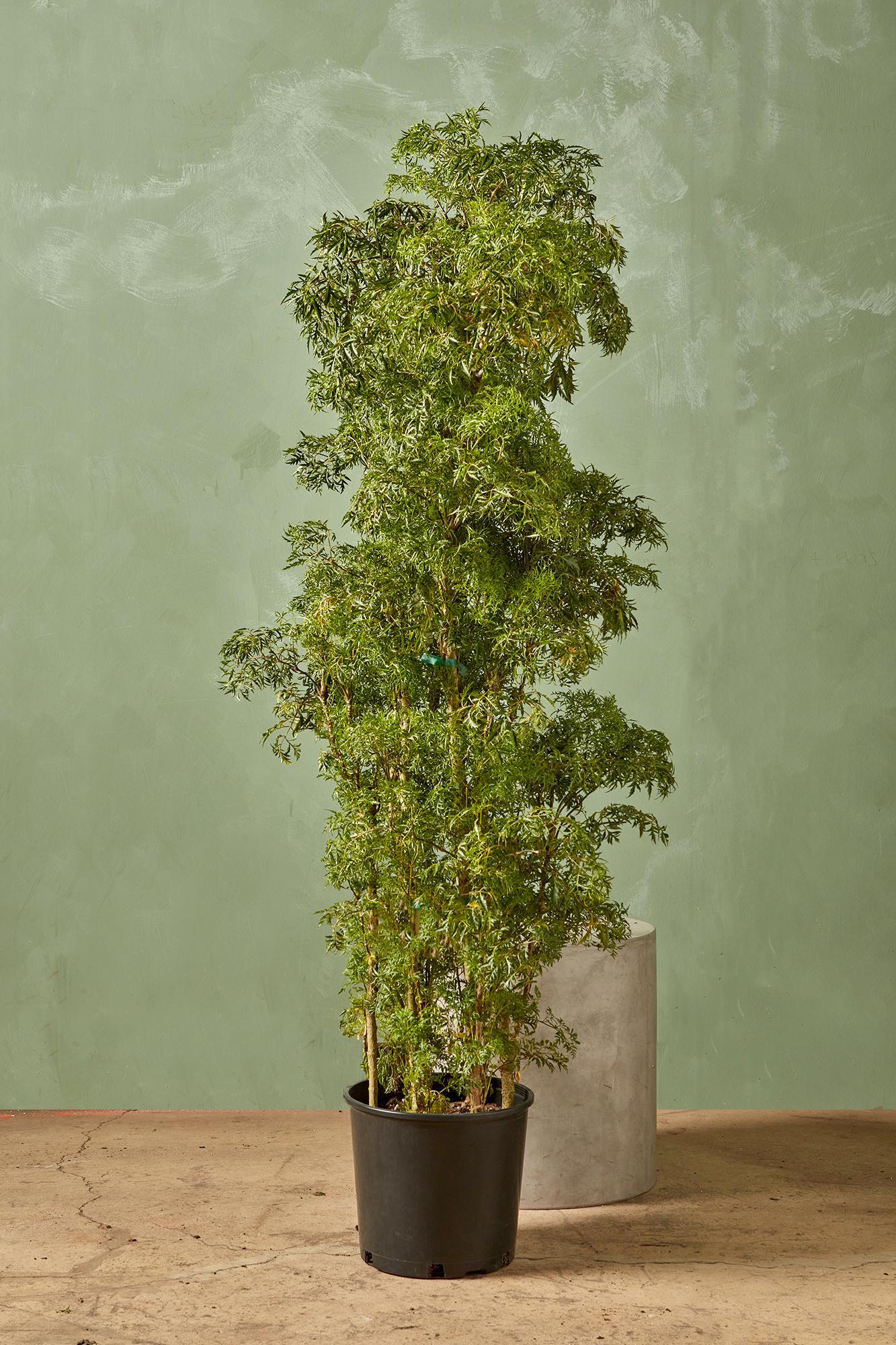 Golden Ming Aralia