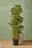 Golden Ming Aralia