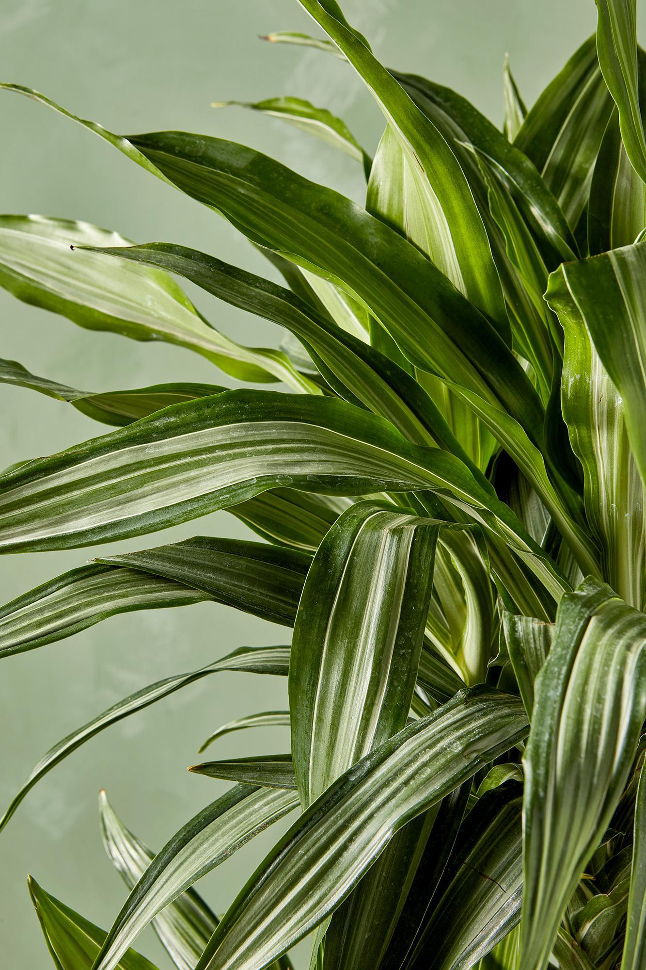 Dracaena 'Warneckii Ulises'