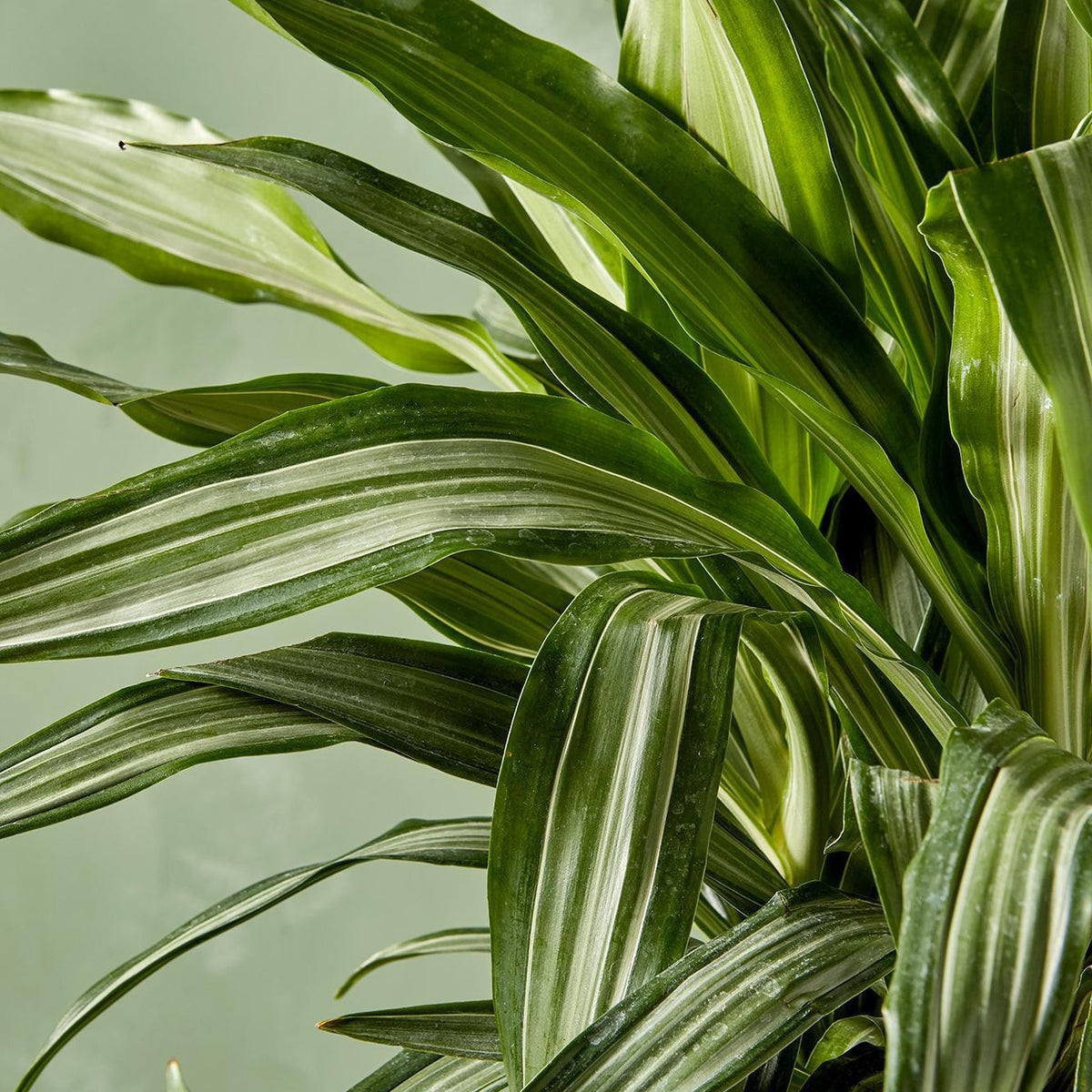 Dracaena 'Warneckii Ulises' 12