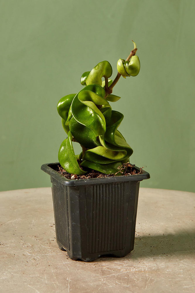 Hoya Rope