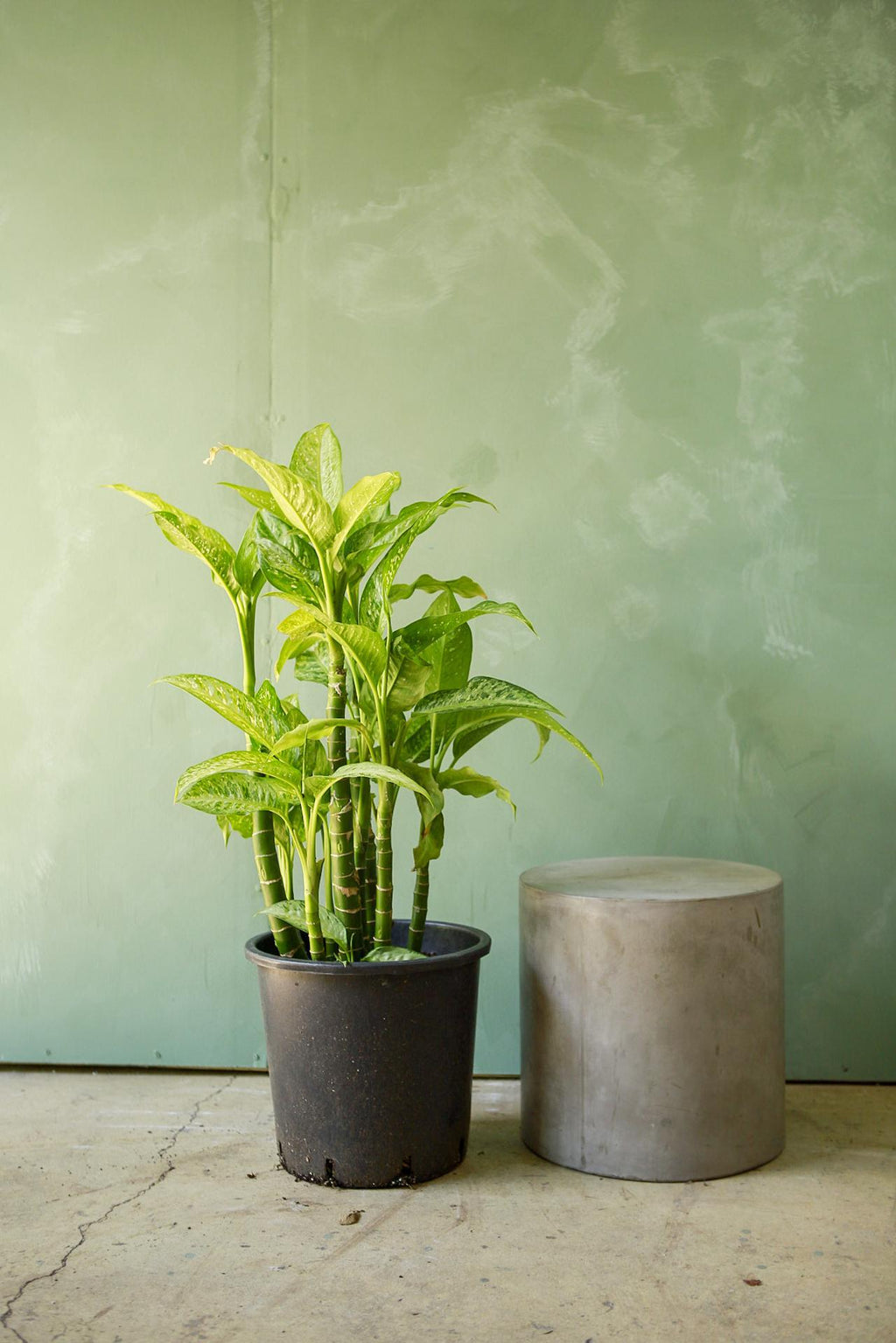 dieffenbachia hydroponic indoor plants Dieffenbachia 'Tropic Rain'