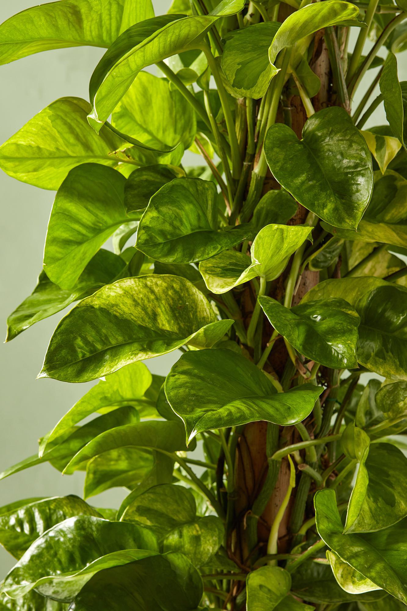 Global Green' Pothos