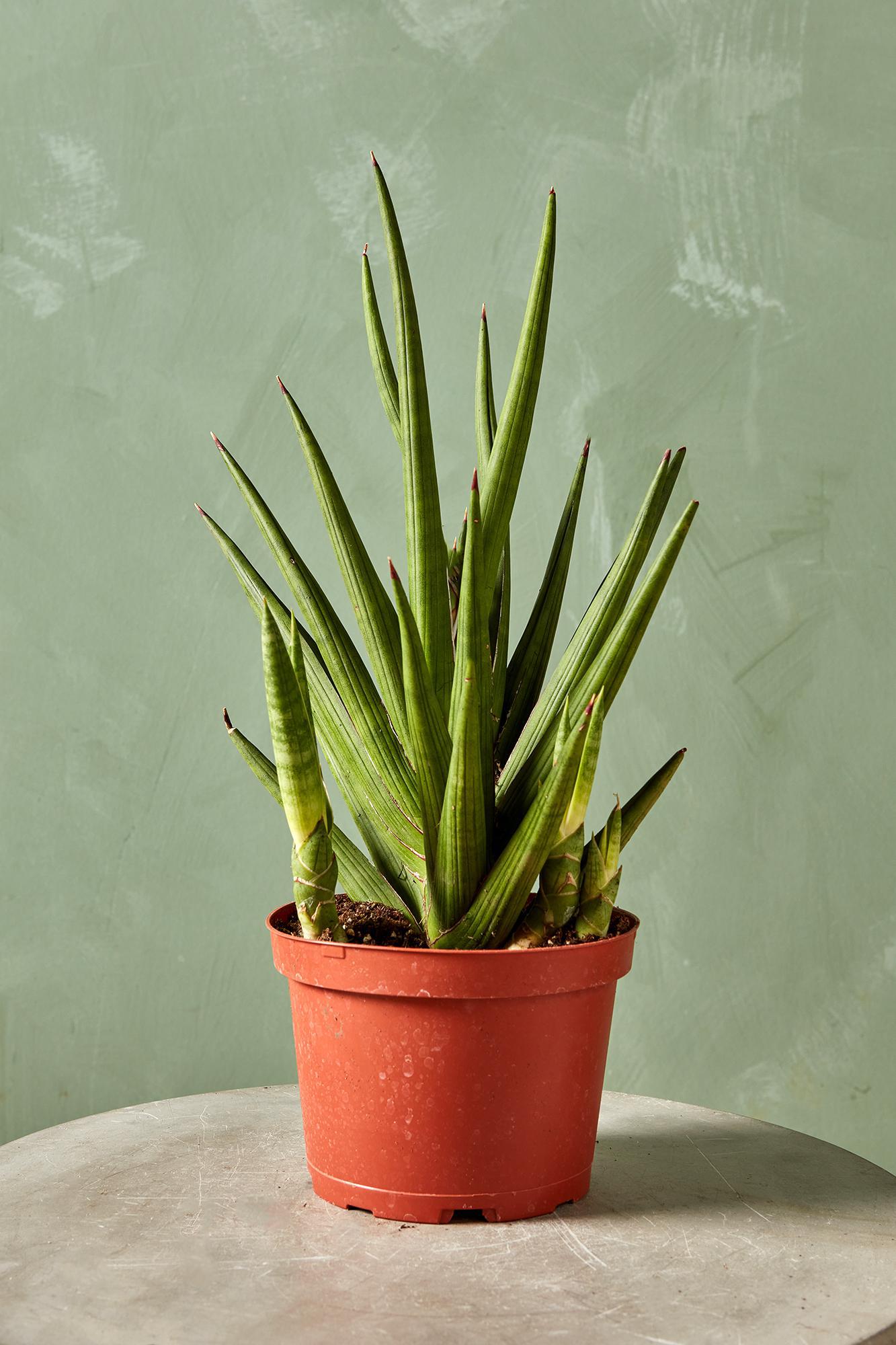 Snake Plant 'Giga Spiky'