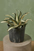 White Stripe Century Plant