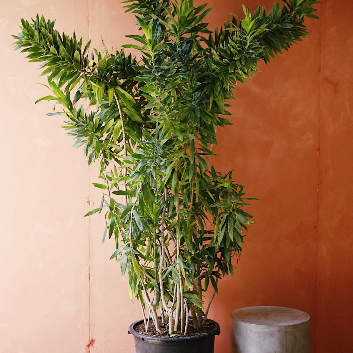 dracaena reflexa brown tips Dracaena Reflexa