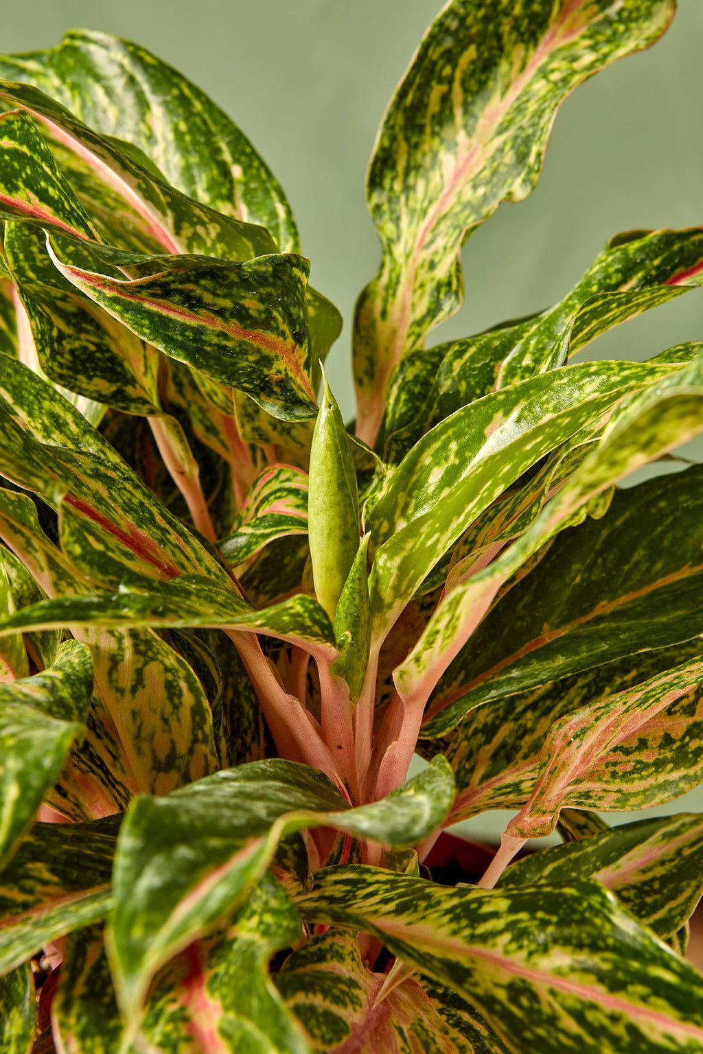 aglaonema pink sparkling Aglaonema 'Sparkling Sarah'