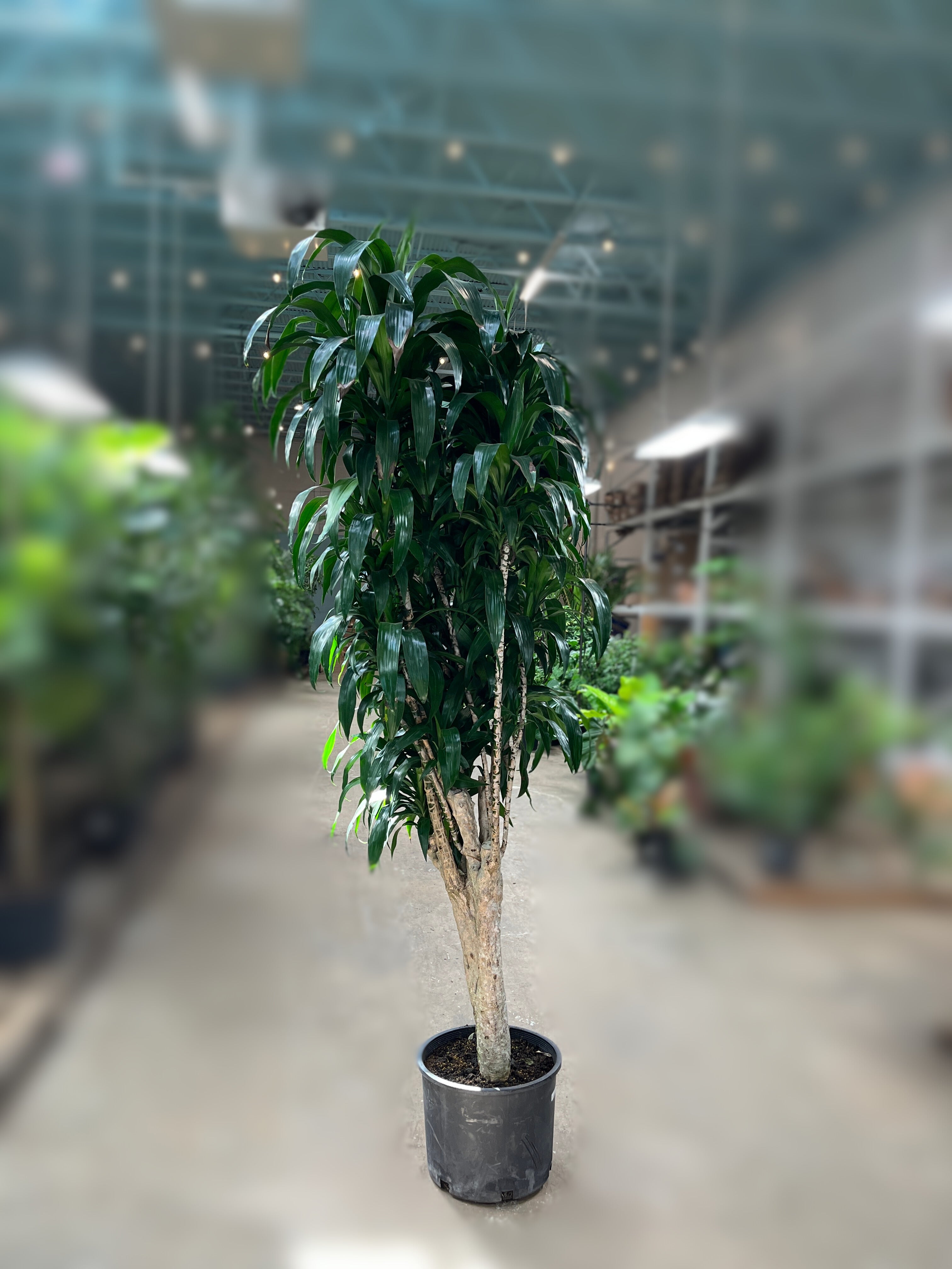 Dracaena 'Hilo'