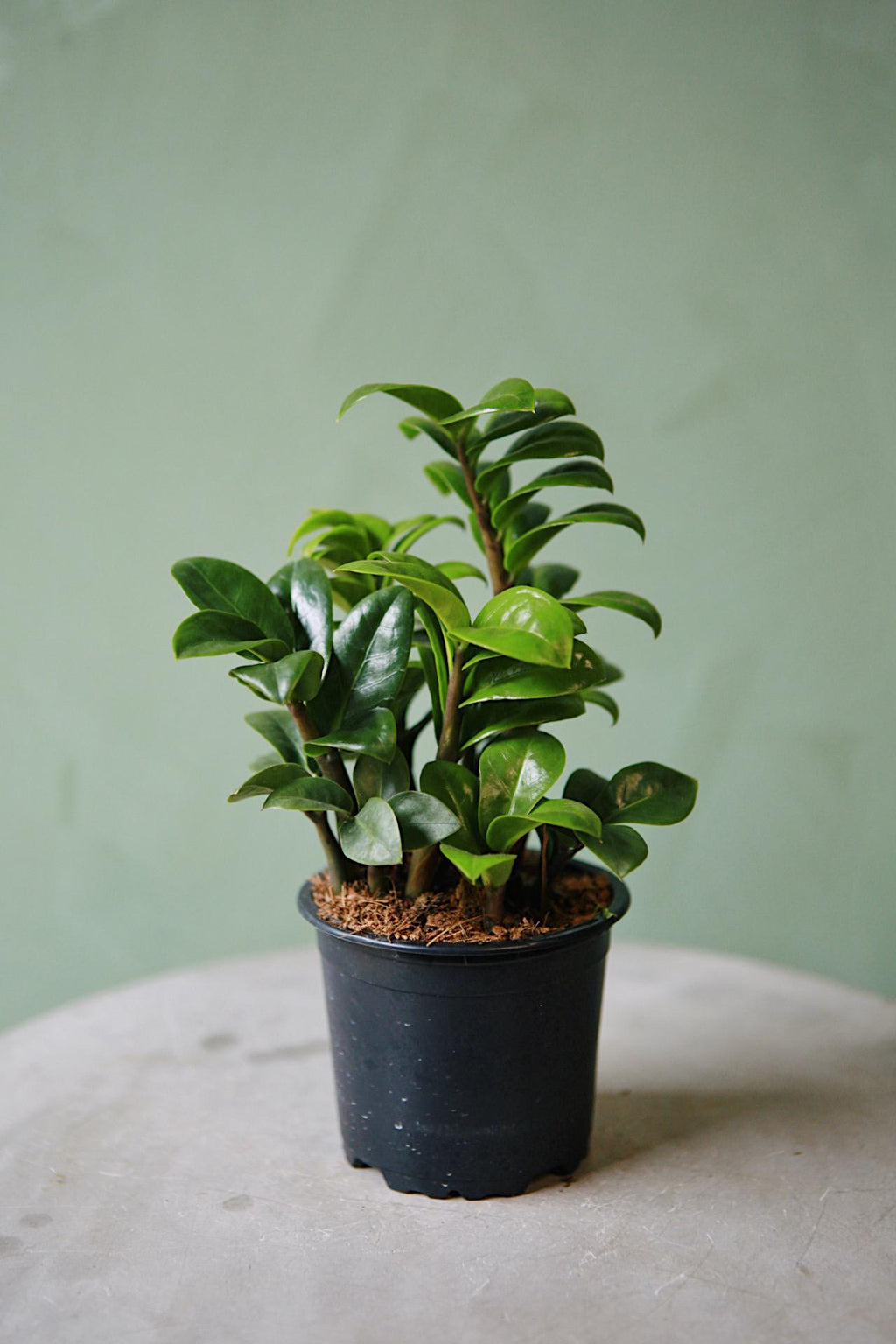 dwarf zz plant Zenzi