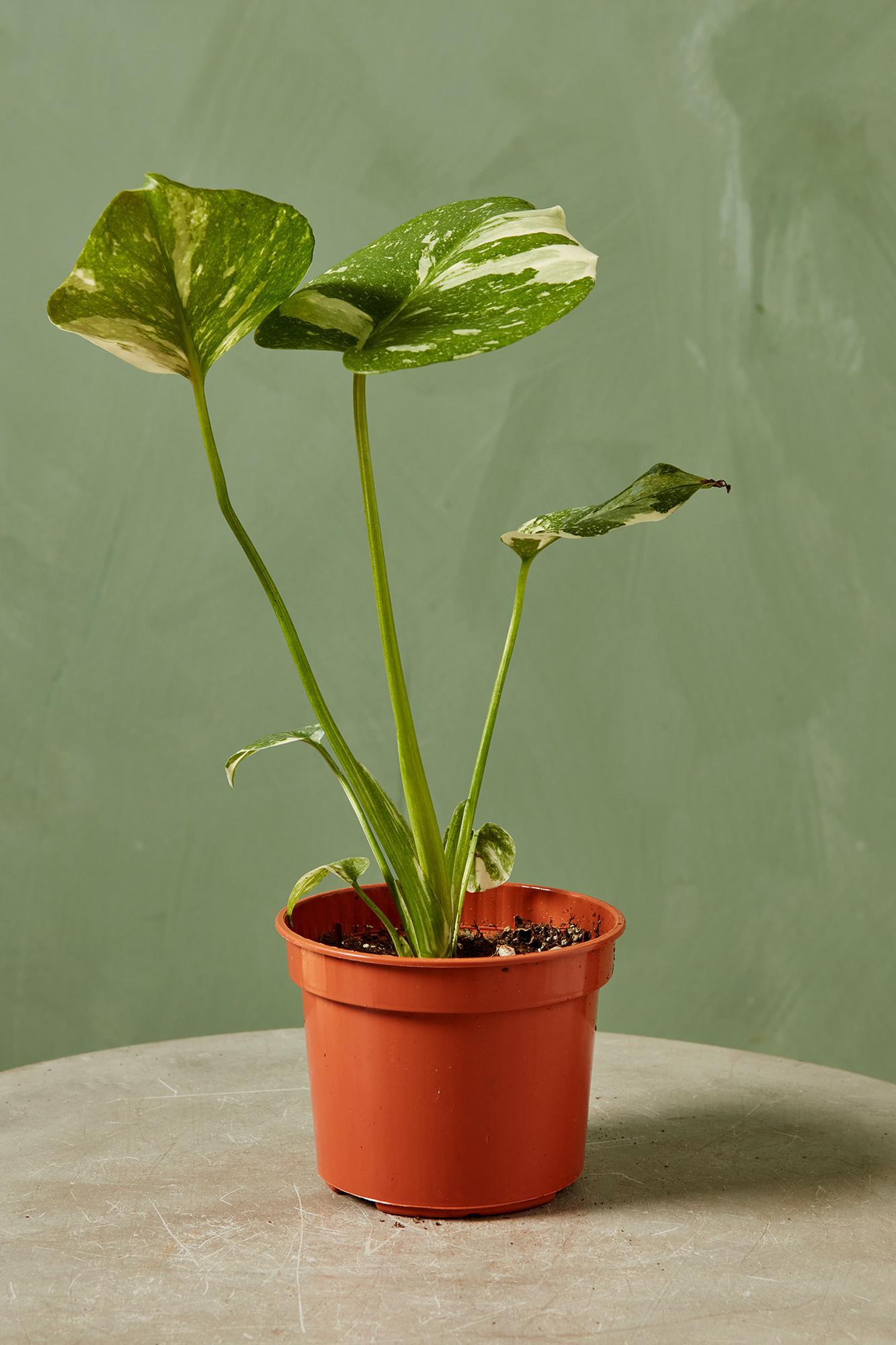 Monstera 'Thai Constellation'