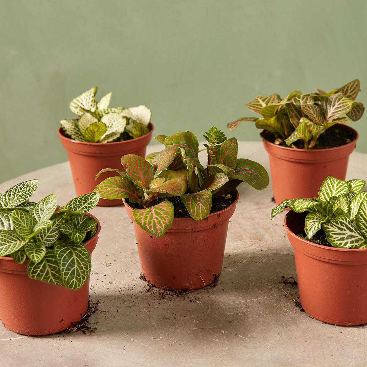 nerve plant hanging basket Fittonia