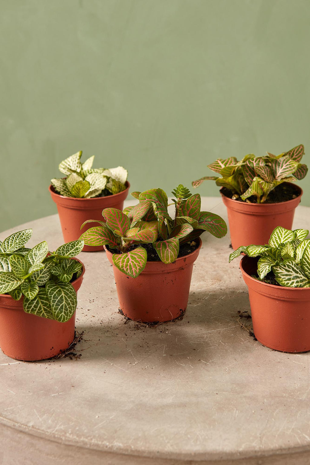 nerve plant indoor Fittonia