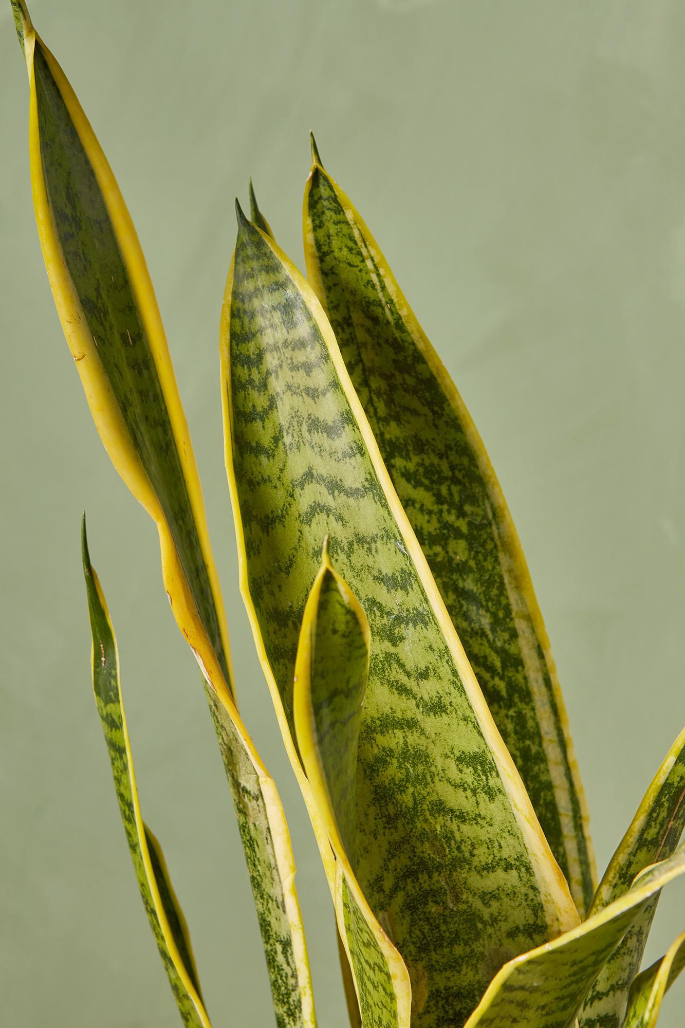 Snake Plant 'Lauren'