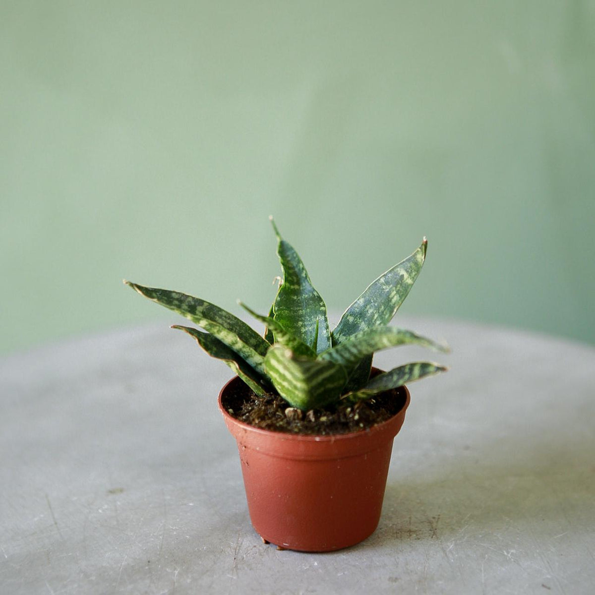 tiger indoor plant Snake Plant 'Tiger'