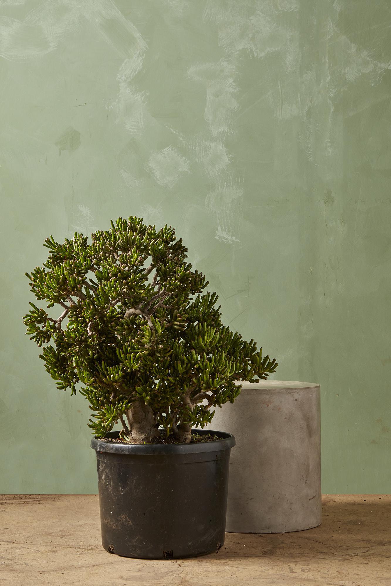 Gollum Jade