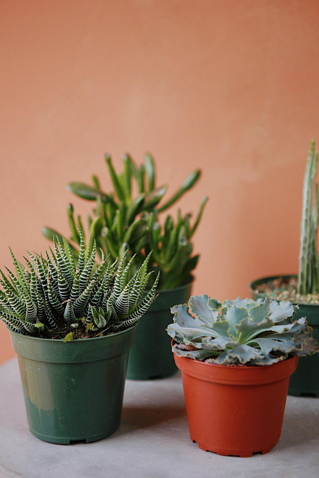 exotic succulents for sale near me Assorted Succulent