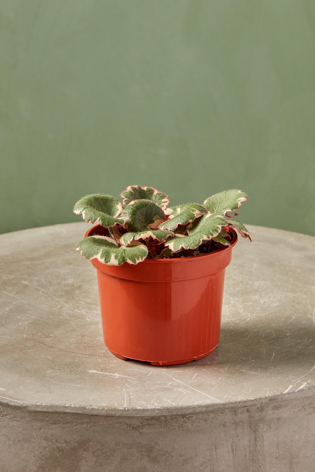 Strawberry Begonia