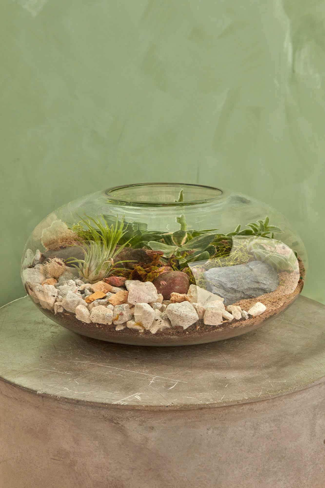 Novel Terrarium