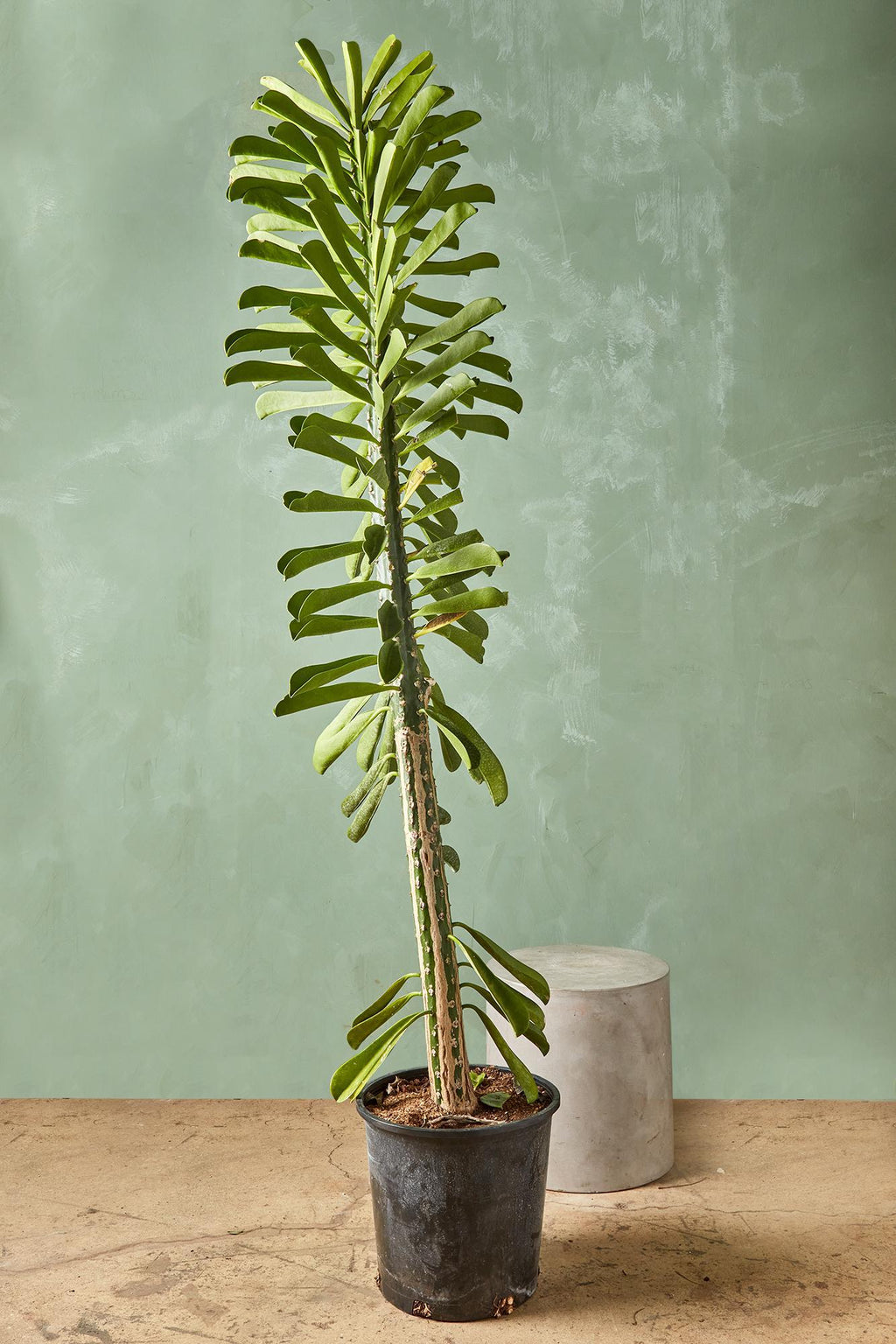Euphorbia 'Green Giant'